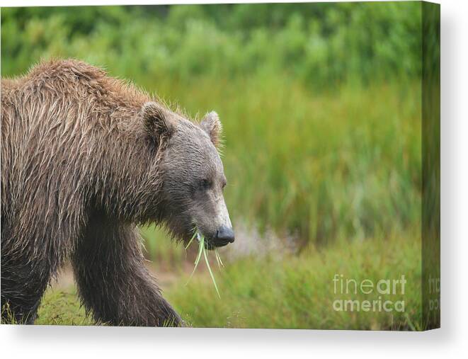 Brown Bear Canvas Print featuring the photograph brown bear Katmai Alaska eating grass by Dan Friend
