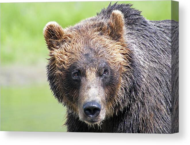 Alaska Canvas Print featuring the photograph Grizzly Bear by Kyle Lavey