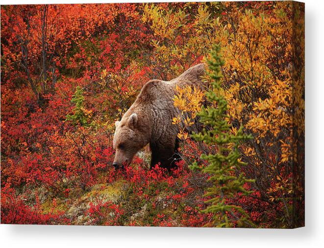 Grizzly Bear Canvas Print featuring the photograph Grizzly Bear by Piriya Photography