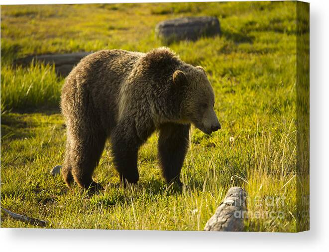 Bear Canvas Print featuring the photograph Grizzly Bear-Signed-#4477 by J L Woody Wooden