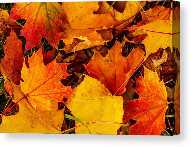 Leaves Canvas Print featuring the photograph Ground Cover by Dennis Bucklin