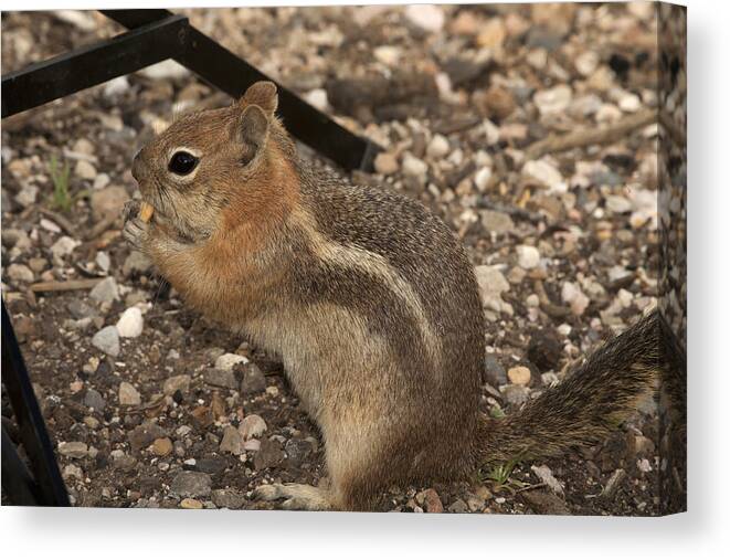 Ammospermophilus Canvas Print featuring the photograph Ground Squirrel Invading My Studio by Gregory Scott