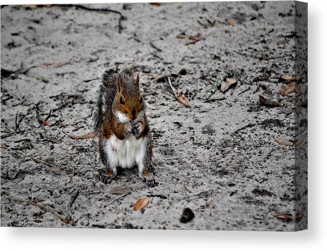 Squirrel Canvas Print featuring the photograph Ground Squirrel by Tara Potts