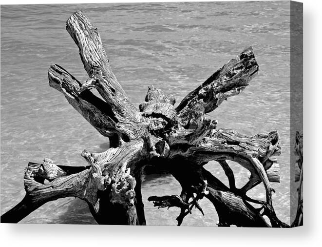 Driftwood Canvas Print featuring the photograph Grounded by Norma Brock