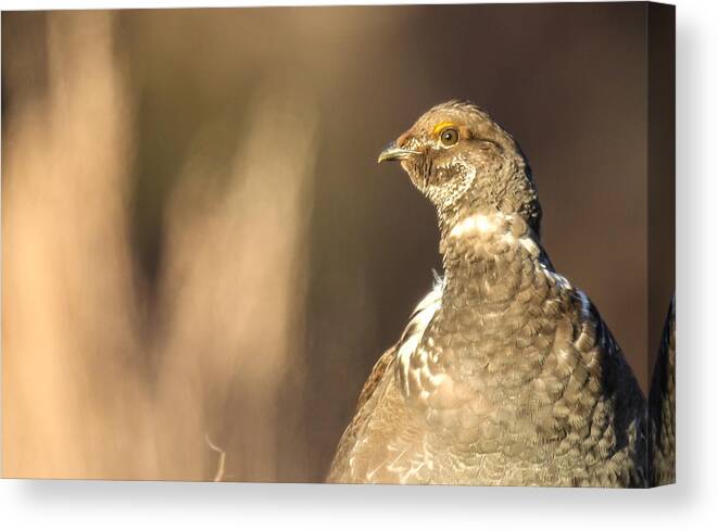 Big Horn Sheep Canvas Print featuring the photograph Grouse 1 by Kevin Dietrich