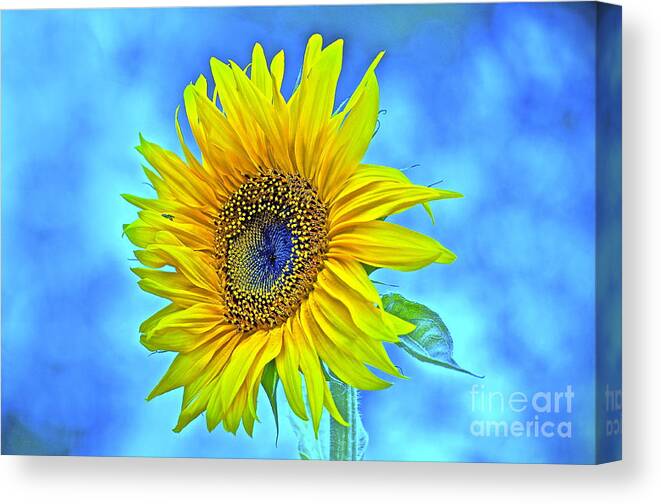 Sunflower Canvas Print featuring the photograph Growth Renewal and Transformation by Gwyn Newcombe