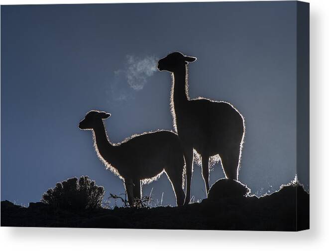 Pete Oxford Canvas Print featuring the photograph Guanaco Pair Torres Del Paine Np by Pete Oxford