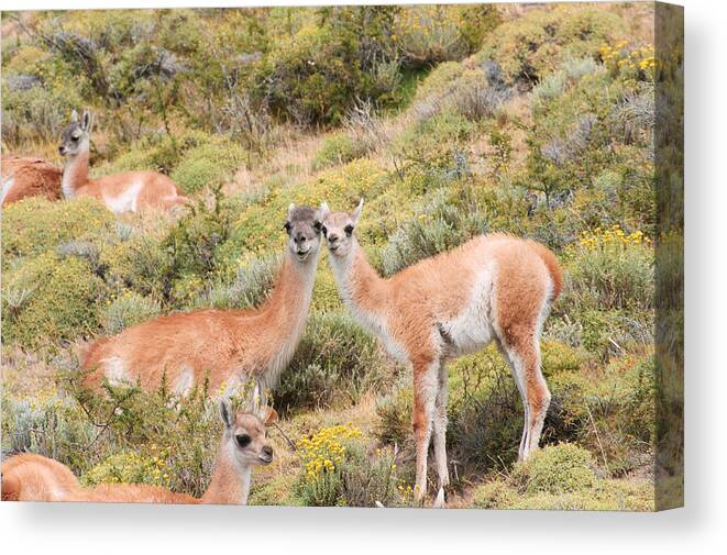 Photograph Canvas Print featuring the photograph Guanaco by Richard Gehlbach