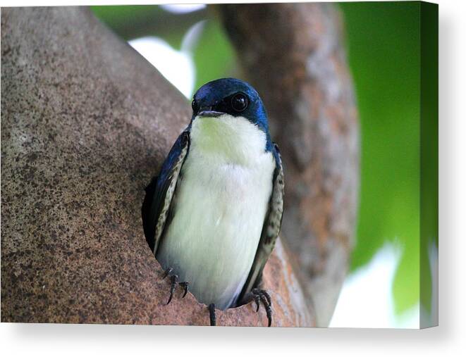 Male Tree Swallow Canvas Print featuring the photograph Guarding his Gourd by Brook Burling