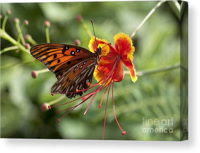 Gulf Fritillary Canvas Print featuring the photograph Gulf Fritillary Photo by Meg Rousher