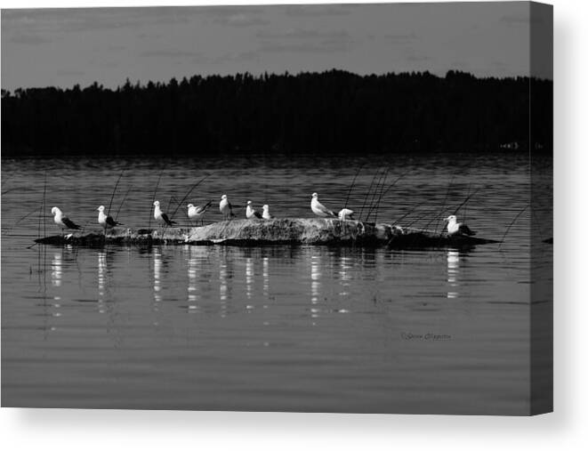 Birds Canvas Print featuring the photograph Gull Gathering by Steven Clipperton
