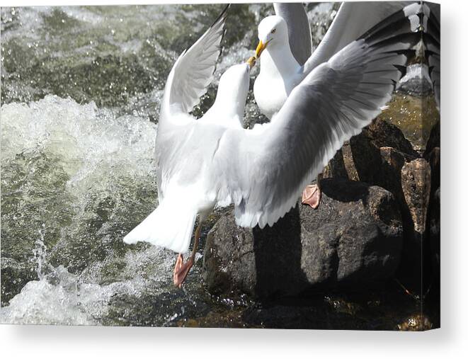 Gulls Canvas Print featuring the photograph Gull Greeting by John Meader