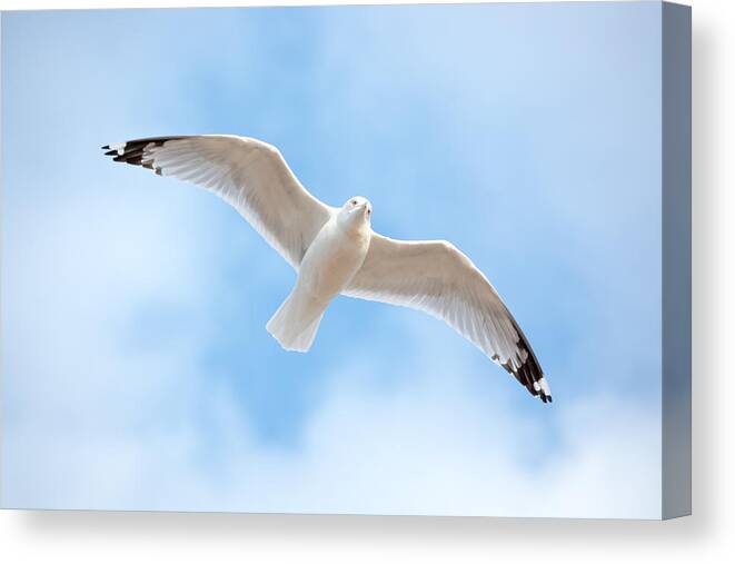 Gull Canvas Print featuring the photograph Gull in the Clouds by Holden The Moment