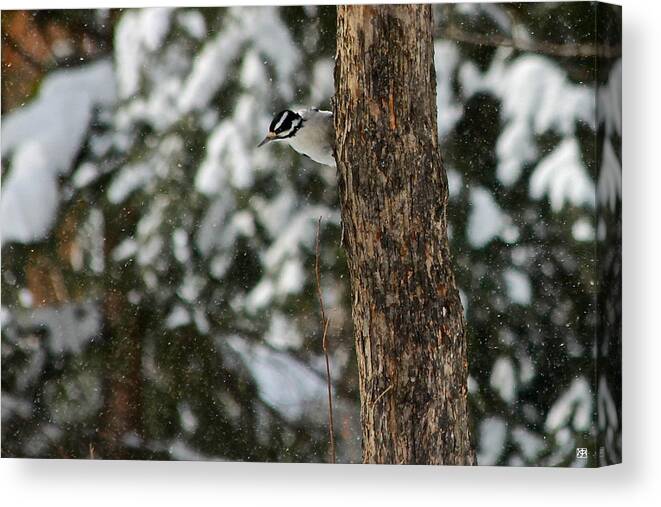 Woodpecker Canvas Print featuring the photograph Hairy Woodpecker by John Meader