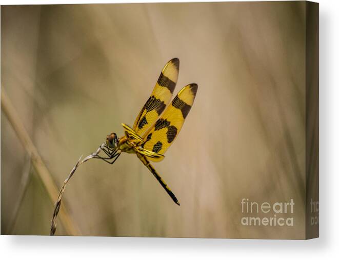 Halloween Canvas Print featuring the photograph Halloween Pennant Dragonfly by Angela DeFrias