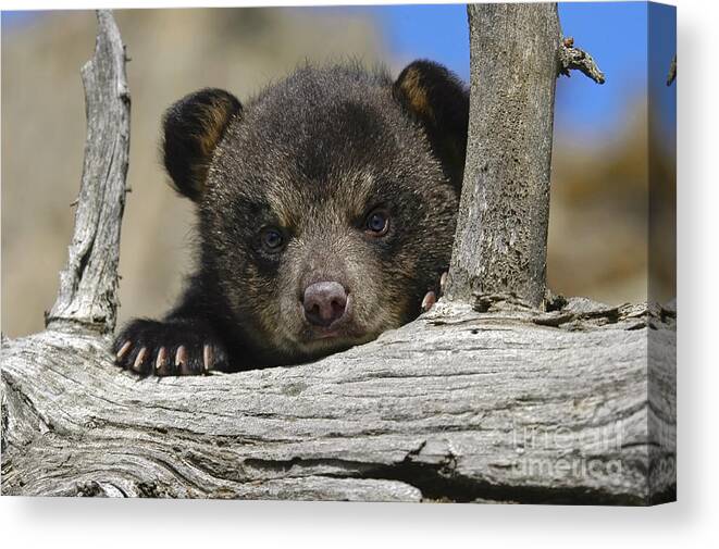 Baby Canvas Print featuring the photograph Handle with care by Wildlife Fine Art
