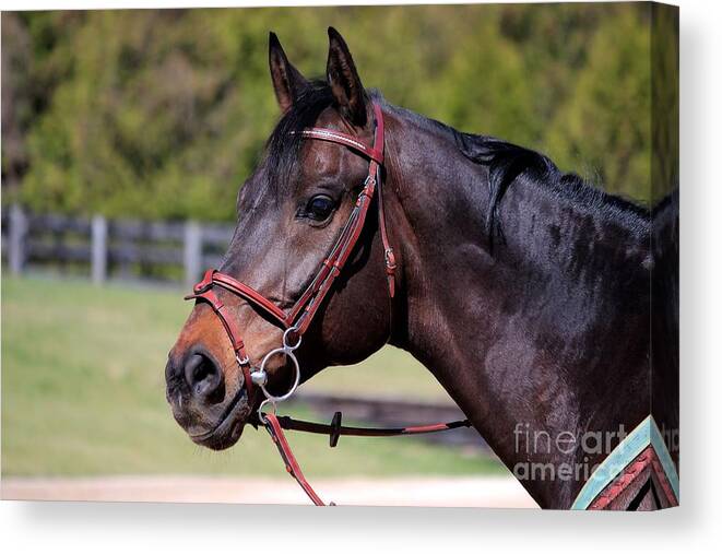 Horse Canvas Print featuring the photograph Handsome Gelding by Janice Byer