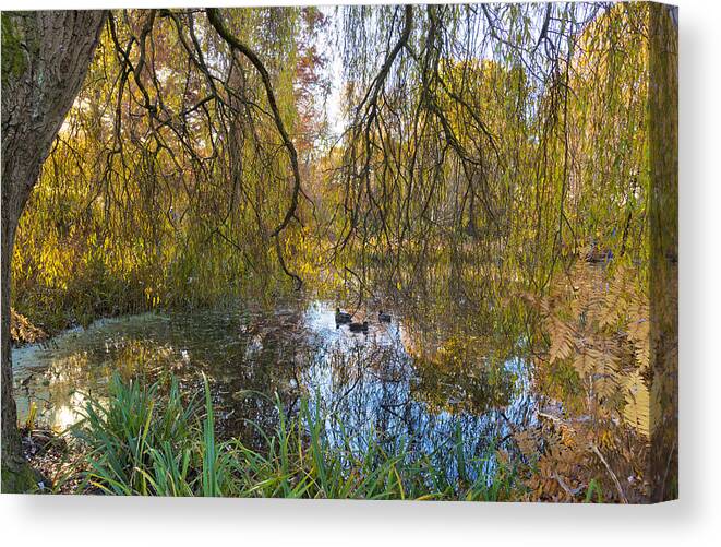 Autumn Canvas Print featuring the photograph Hanging Autumn Trees by Maj Seda