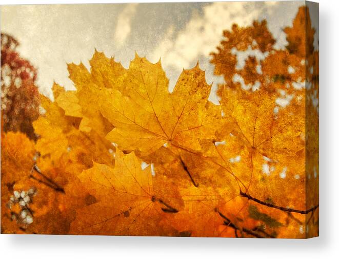 Maple Leaves Canvas Print featuring the photograph Happy Autumn by Cathy Kovarik