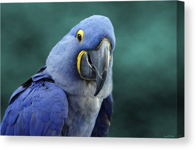 Blue Macaw Parrot Canvas Print featuring the photograph Happy Bird by David Simons