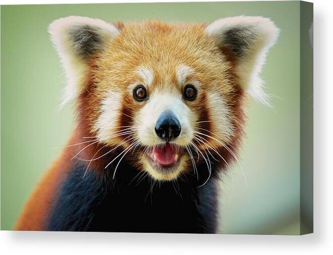 Panda Canvas Print featuring the photograph Happy Red Panda by Aaronchengtp Photography