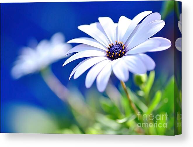 Photography Canvas Print featuring the photograph Happy White Daisy 2- Blue Bokeh by Kaye Menner