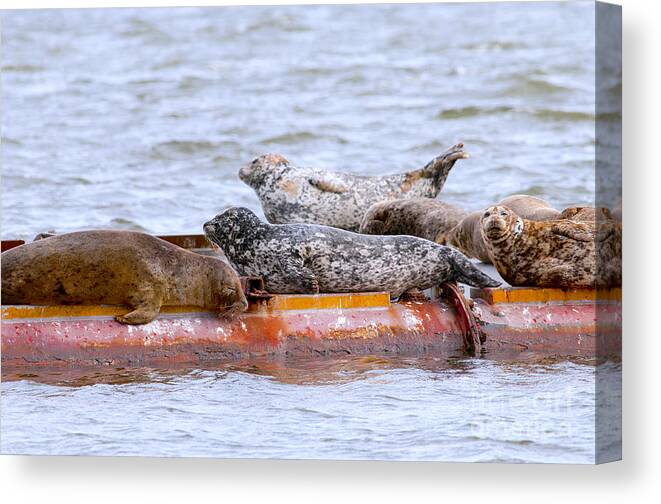 Harbour Seals Canvas Print featuring the photograph Harbour Seals Lounging by Sharon Talson