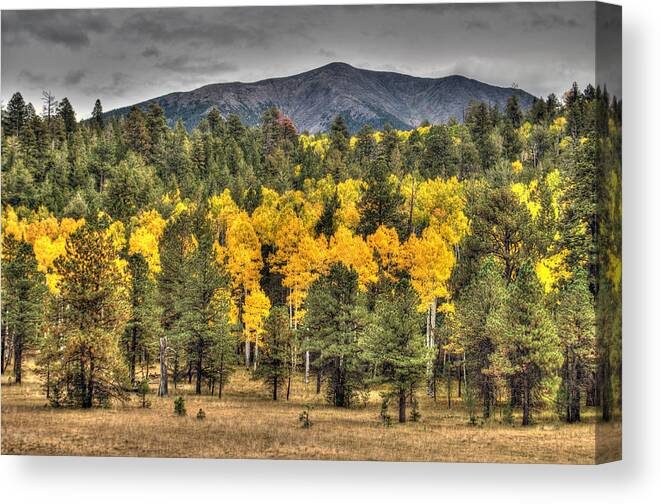 Fall Color Canvas Print featuring the photograph Hart Prairie by Tam Ryan