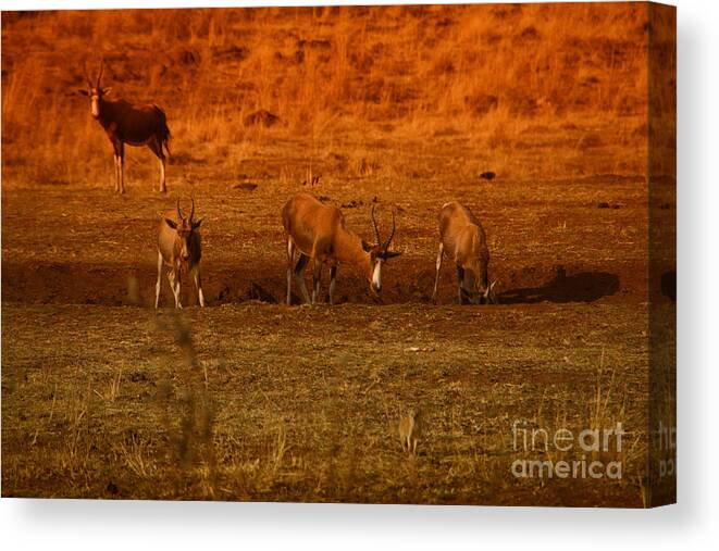 Hartbeest Canvas Print featuring the photograph Hartbeest at the Waterhole by Douglas Barnard