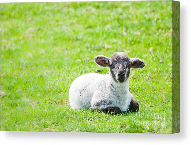 Sheep Canvas Print featuring the photograph Have you any Wool by Cheryl Baxter