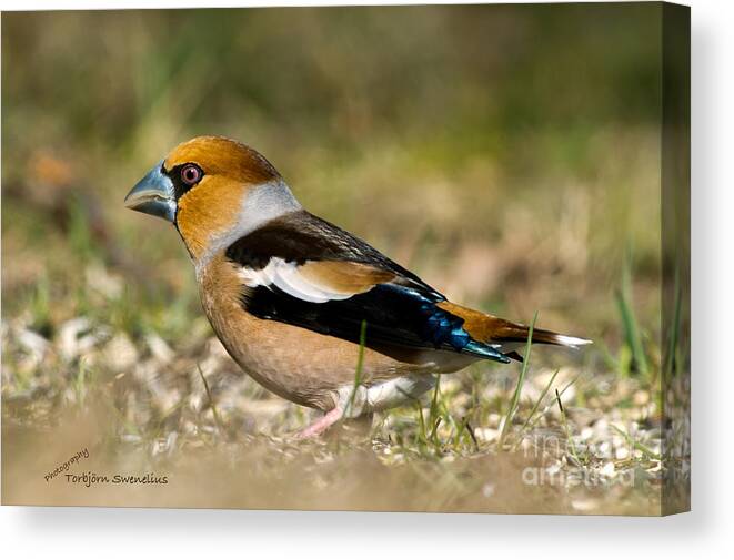 Hawfinch's Back Canvas Print featuring the photograph Hawfinch's Back by Torbjorn Swenelius