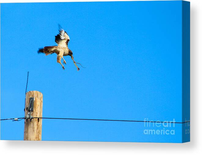 Hawk Canvas Print featuring the photograph Hawk Catches Snake on the High Plains of New Mexico by JD Smith