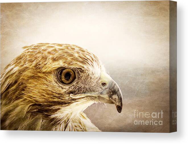 Hawk Canvas Print featuring the photograph Hawk by Edward Fielding