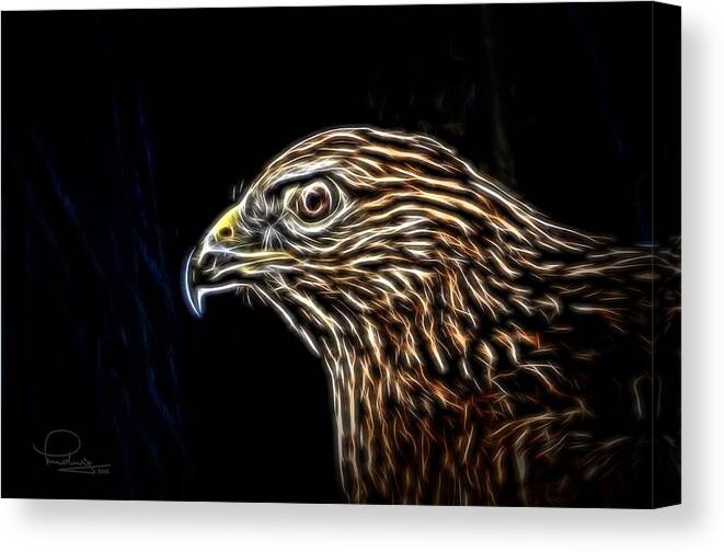 Hawk Canvas Print featuring the photograph Hawk by Ludwig Keck