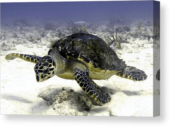 Turtle Canvas Print featuring the photograph Hawksbill Caribbean Sea Turtle by Amy McDaniel