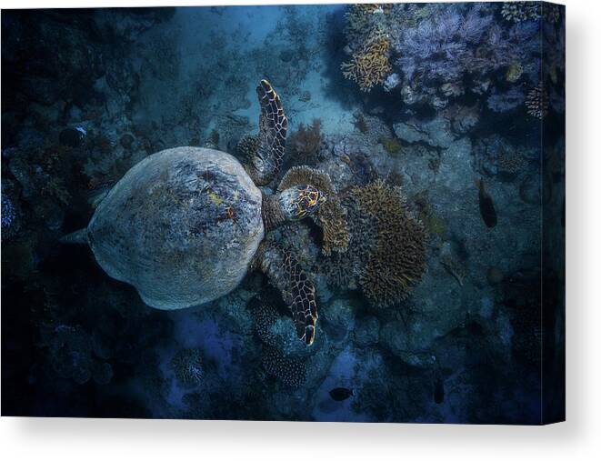 Hawksbill Canvas Print featuring the photograph Hawksbill Sea Turtle by Barathieu Gabriel