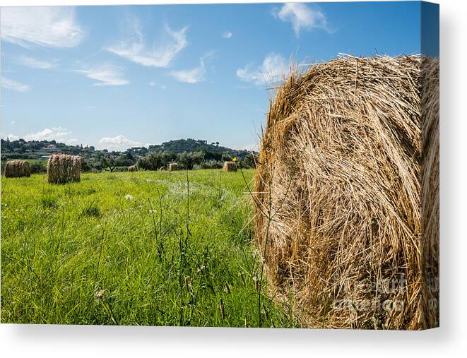 Agricultural Canvas Print featuring the photograph Hay Ball by Stefano Carocci