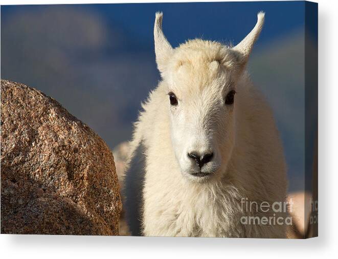 Baby Goat Canvas Print featuring the photograph Head Shot by Jim Garrison