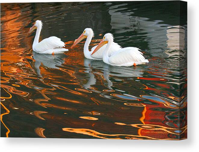 Pelicans Canvas Print featuring the photograph Heading Home by Roger Rockefeller