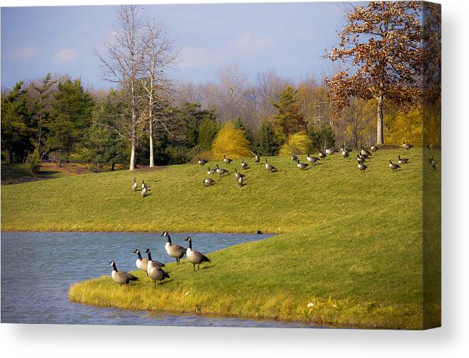 Bird Migration Canvas Print featuring the photograph Heading South by Julie Palencia