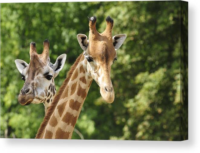 Horned Canvas Print featuring the photograph Heads of two giraffes in front of green trees by Zu_09
