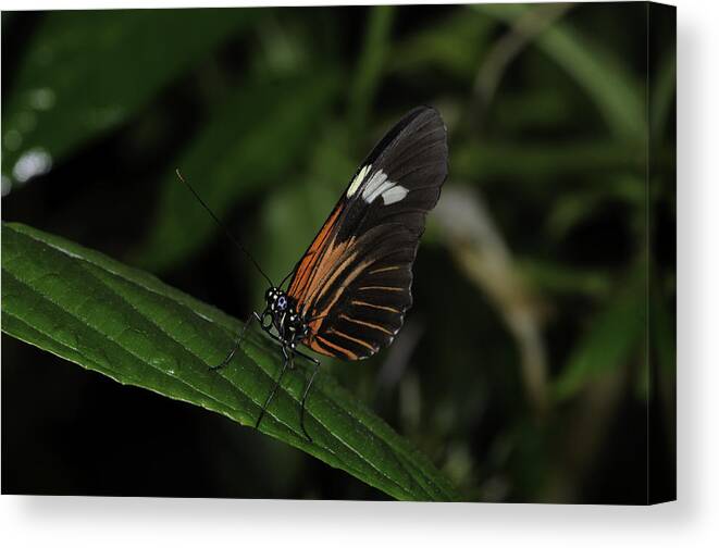 Butterflies Canvas Print featuring the photograph Heads Up by Donald Brown