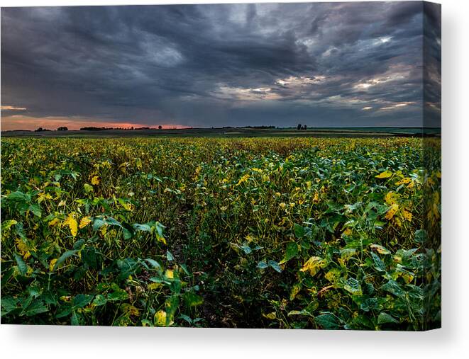 Soybean Canvas Print featuring the photograph Heartland Sunset by Aaron J Groen