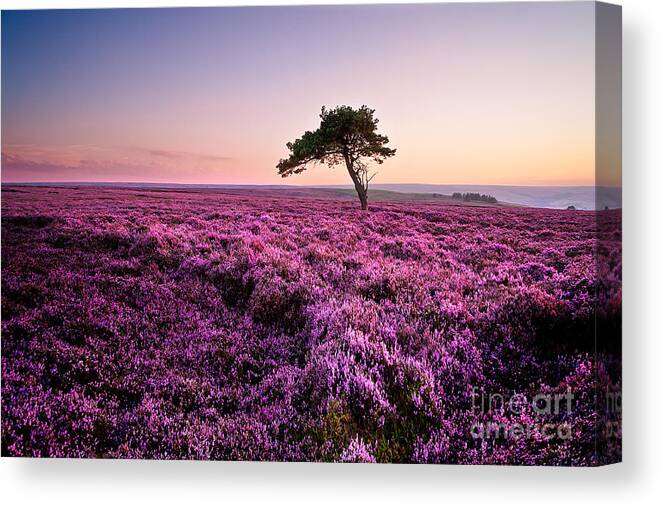 Heather Canvas Print featuring the photograph Heather at Sunset #2 by Janet Burdon