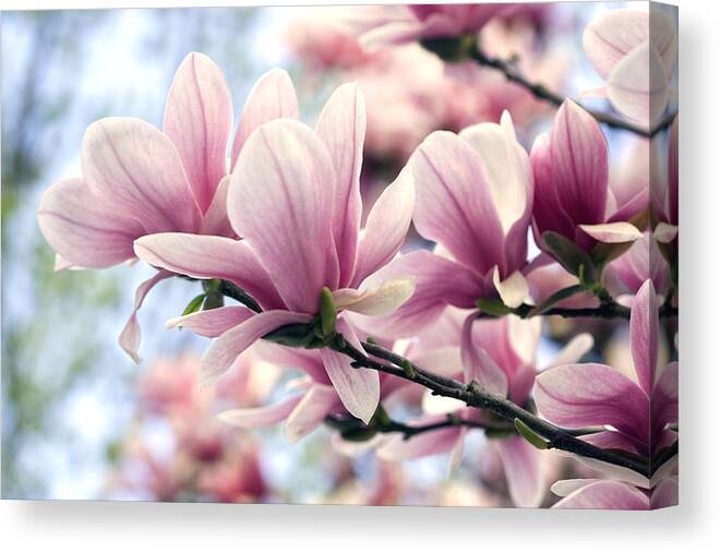Magnolia Canvas Print featuring the photograph Heavenly Magnolias by Gene Walls