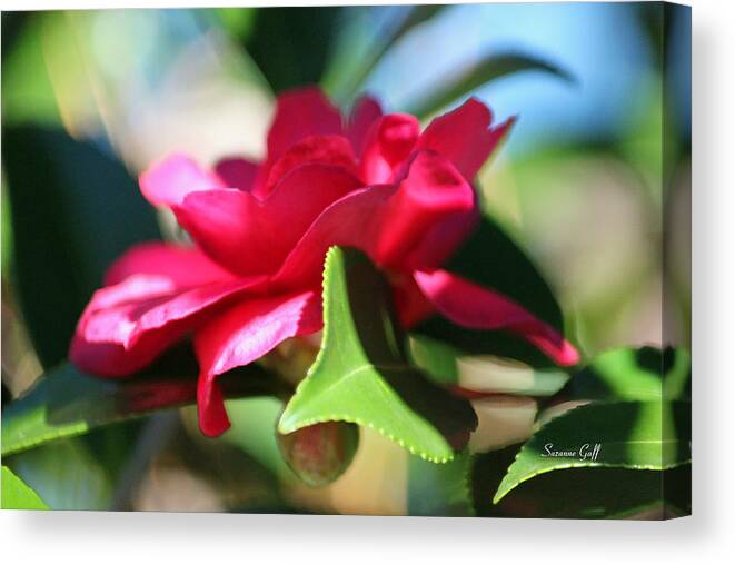 Camellia Canvas Print featuring the photograph Heavenly Perfection by Suzanne Gaff