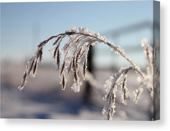 Grass Canvas Print featuring the photograph Heavy With Frost by Trent Mallett
