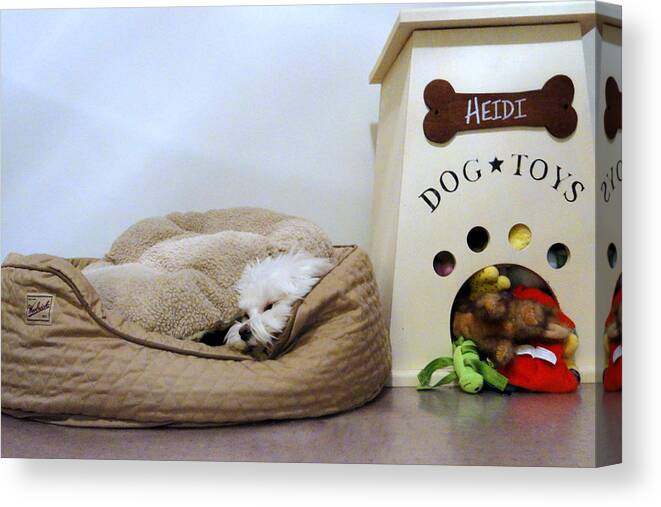  Maltese Canvas Print featuring the photograph Heidi Hides by Mary Beth Landis