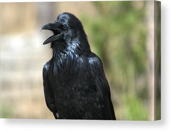 Raven Canvas Print featuring the photograph Hello. Welcome by Frank Madia