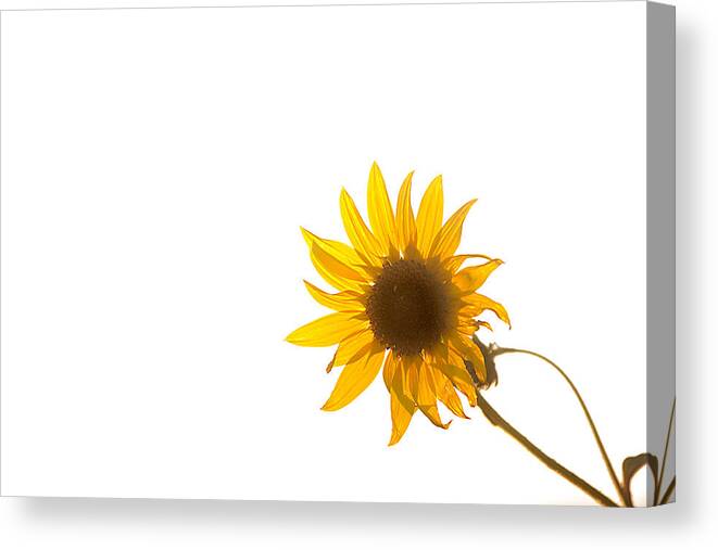 California Canvas Print featuring the photograph Hello Yellow by Peter Tellone
